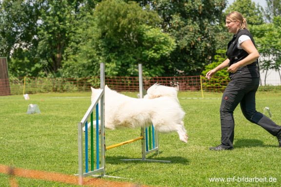 Beschäftigungskurse Hundesport